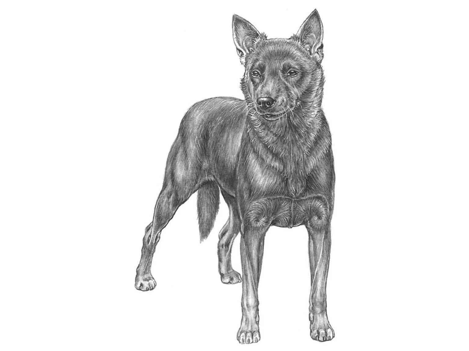 <p>Australian kelpie</p>