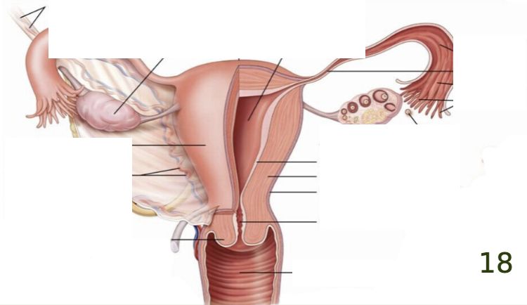 <p>label the key structures of the female reproductive system.</p>