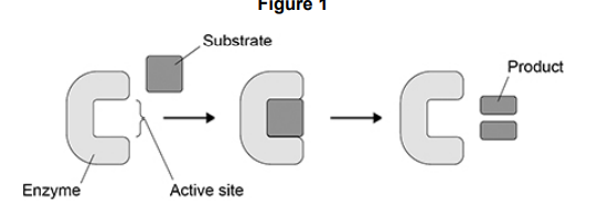 <p>Many proteins are enzymes.</p><p>In 1894, a scientist suggested the lock and key model of enzyme action.</p><p><strong>Figure 1</strong> shows the lock and key model.</p><p>Describe <strong>one</strong> similarity and <strong>one</strong> difference between the induced-fit model of enzyme action and the lock and key model of enzyme action (2) </p>