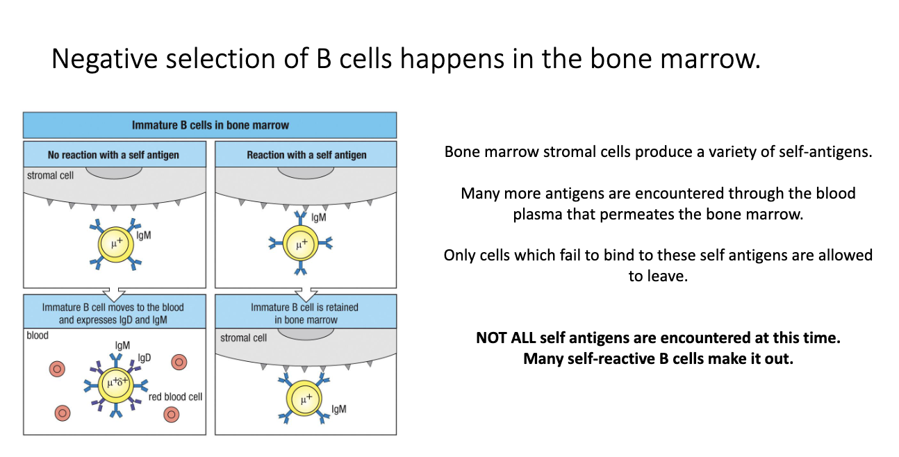 <ul><li><p>B-cell negative selection occurs <strong>in the bone marrow</strong>.</p></li><li><p>Bone-marrow stromal cells + blood flow expose B cells to many <strong>self-antigens</strong>.</p></li><li><p>Only cells <strong>that do NOT bind self strongly</strong> can exit to the periphery.</p></li><li><p>Many self-reactive B cells <strong>still escape</strong>, because:</p><ul><li><p><strong>T cells</strong> are already tightly selected in the thymus → self-reactive B cells usually <strong>won’t receive T-cell help</strong>, so risk is lower.</p></li><li><p>Evolution placed far more pressure on controlling <strong>self-reactive T cells</strong> than B cells.</p></li></ul></li></ul><p></p>