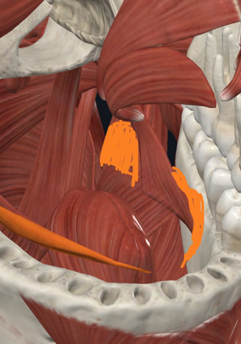<p>Muscle that retracts the tongue.</p><p>tongue muscle</p>