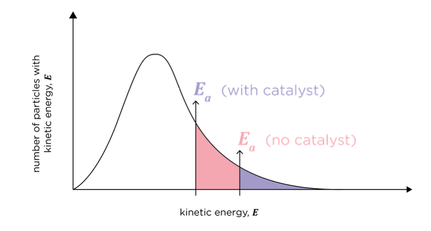<p>lower activation energy results in a greater proportion of molecules in the mixture having sufficient energy to react</p>