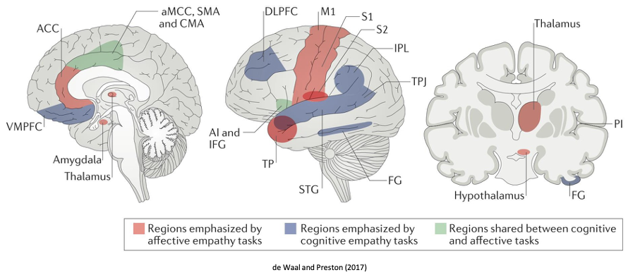 <ul><li><p><span><span>Insula, ACC, SMA and IFG activated for both</span></span></p></li><li><p><span><span>Suggests special pathways in the brain for different types of empathy but most likely not static</span></span></p></li></ul><p></p>