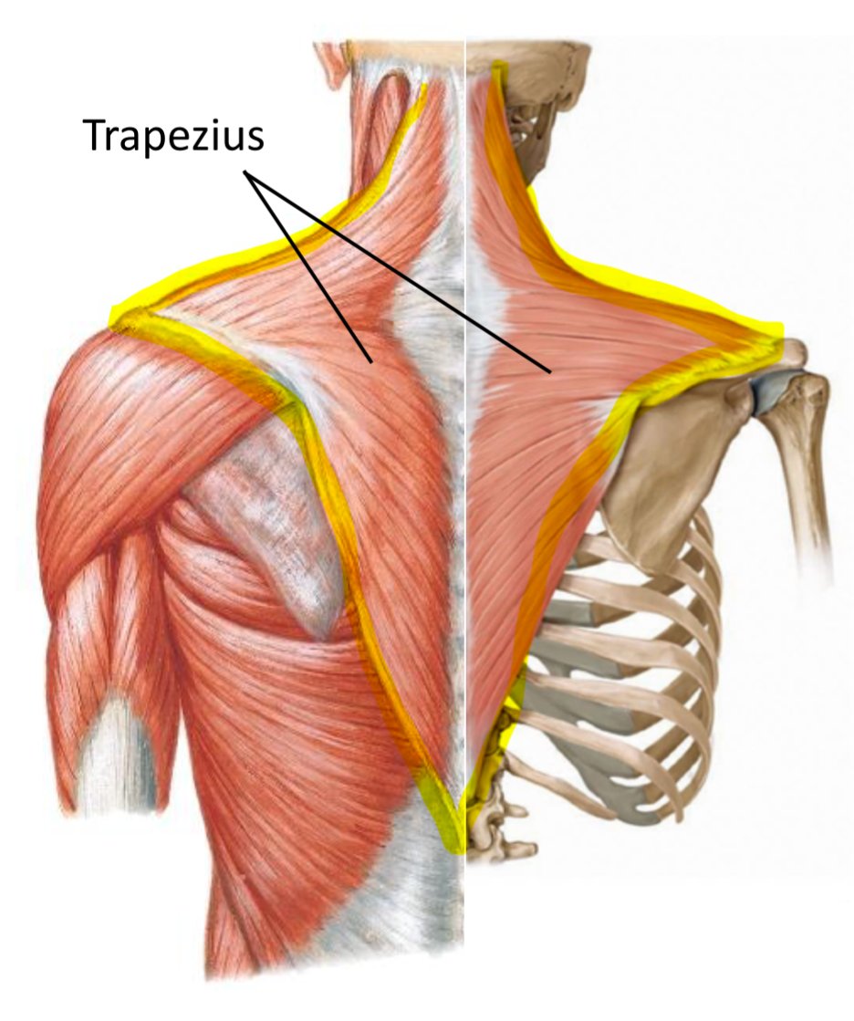 <p>Origin—> occipital bone and spinous process of vertebrae</p><p>Insertion—> scapular spine, acromion, and distal clavicle</p><p>Action—> elevates, depresses, adducts scapula</p>