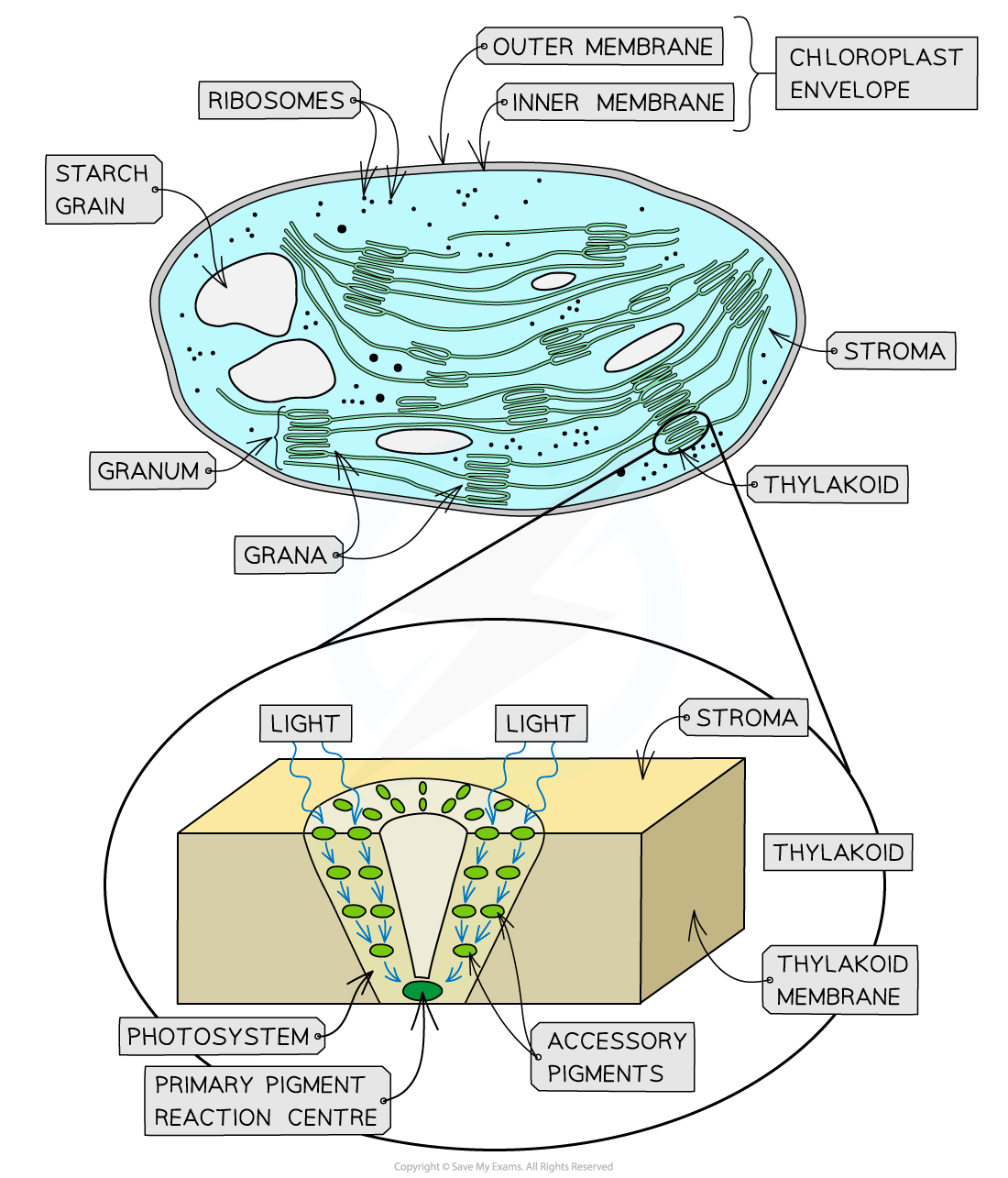 <p>The photosystems (PS1 &amp; PS2) are funnel like structures in the thylakoid membrane and contains pigments like chlorophyll a &amp; b that absorb light energy etc.</p><p>The photosystems are where many of the reactions in the LDR occur.</p>