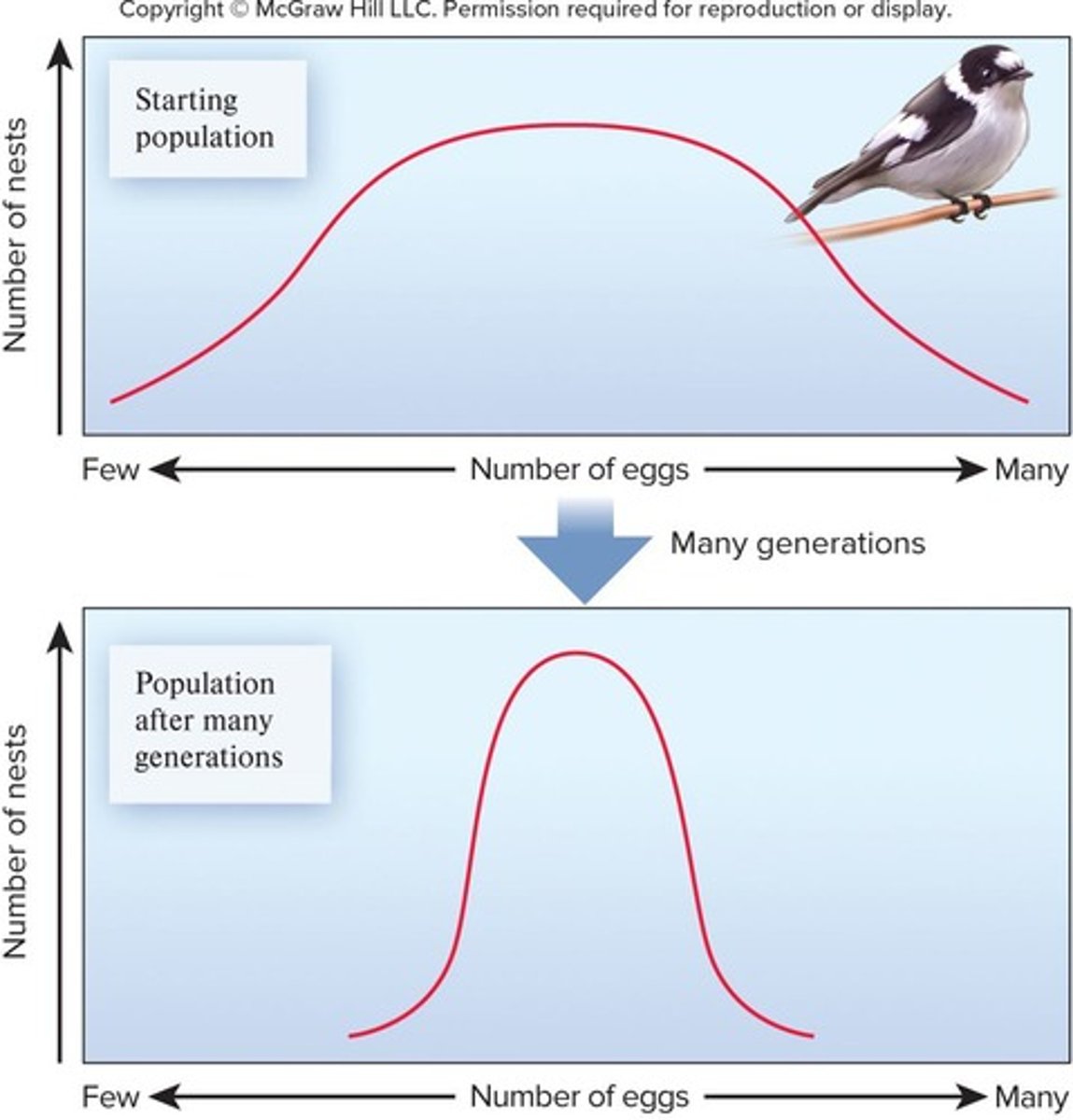 <p>A type of natural selection that favors intermediate variants and acts against extreme phenotypes.</p>