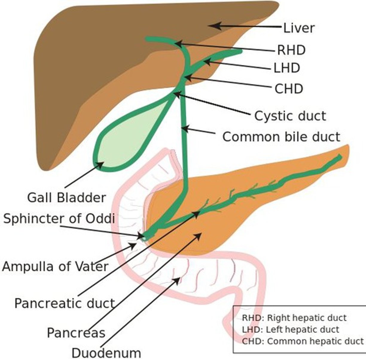 <p>If bile contains <mark data-color="#c9e9f0" style="background-color: #c9e9f0; color: inherit">too much cholesterol, too much bilirubin, or not enough bile salts, gallstone is formed.</mark></p><p>Gallstones are a common cause of pancreatitis. Gallstones, produced in the gallbladder, can slip out of the gallbladder and block the bile duct, stopping pancreatic enzymes from traveling to the small intestine and forcing them back into the pancreas. The enzymes then begin to irritate the cells of the pancreas, causing the inflammation associated with pancreatitis.</p><p>Move through the common bile duct</p><p>- Enzymes in the pancreas is inactive but when the duct is blocked, the inactive enzymes become activated in the pancreas causing a lot of pain</p><p>- The enzymes are supposed to be activated in the small BI</p><p>- Stones moves through the common bile duct and blocks the duct, preventing the inactive enzymes in the pancreas from traveling through SI</p><p>- The enzymes become active in the pancreas eating it, causing pain and inflammation</p><p>→ Trypsin→ lipolysis, proteolysis</p>