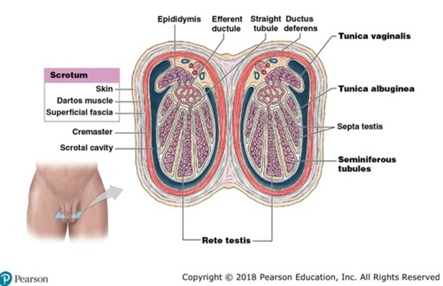 <p>Smooth muscle in the skin of the scrotum that regulates testicular temperature.</p>