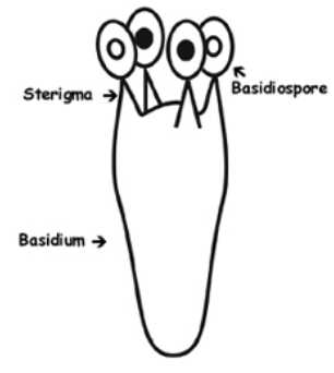 <p><span style="background-color: transparent;"><strong><span>The Basdium (pl. basdia) defines the basidiomycota</span></strong></span></p>