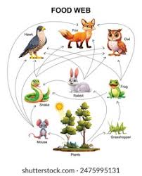 <p>A community of organisms where there are several food chains.</p>