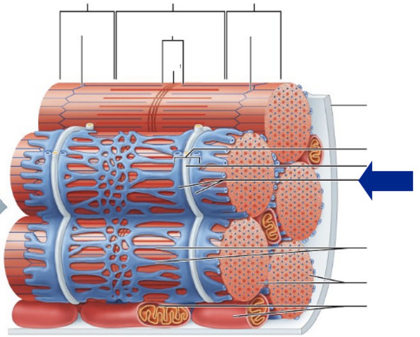 <p>Widened areas of the sarcoplasmic reticulum.</p>