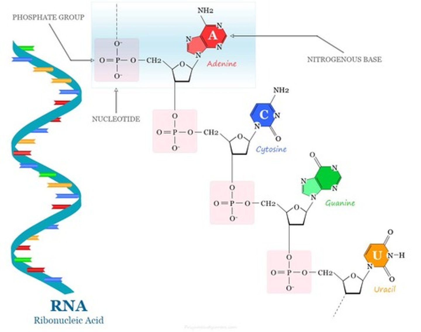 <p>A DNA nucleotide consists of deoxyribose sugar (5-C), a phosphate group, and nitrogenous base pairs.</p>