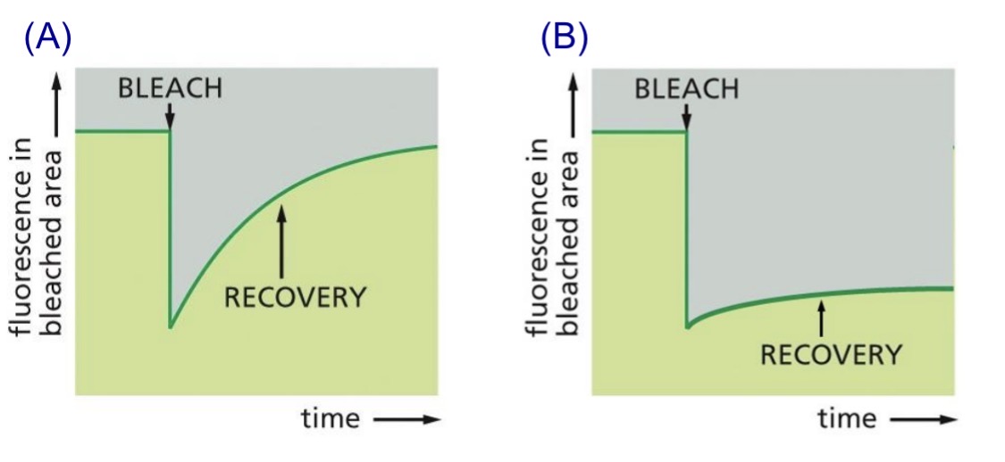 <p><span style="color: yellow;">Some proteins need to move, some need to be immobile (~range)</span></p><p>Study lateral diffusion — Fluorescence recovery after photobleaching</p><ol><li><p>Protein fused to <span style="color: rgb(2, 255, 0);"><strong>GFP</strong></span> (green-fluorescent protein) or labelled with fluorescent antibody</p></li><li><p>Photobleach area</p></li><li><p>Recovery: Measure rate of diffusion/rate of fluorescence recovery</p></li></ol><p>.</p><p>Not anchored, mobile — recovery</p><p>Anchored, immobile — no recovery</p>