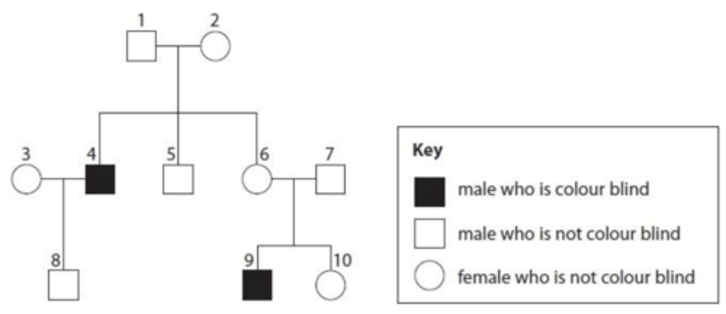 <p>- Individuals 6 and 7 are unaffected by colour blindness, but they have a son, individual 9, who is colour blind.</p><p>- Since the son inherits his X chromosome from his mother, the mother (individual 6) must be a heterozygous carrier of the recessive allele.</p>