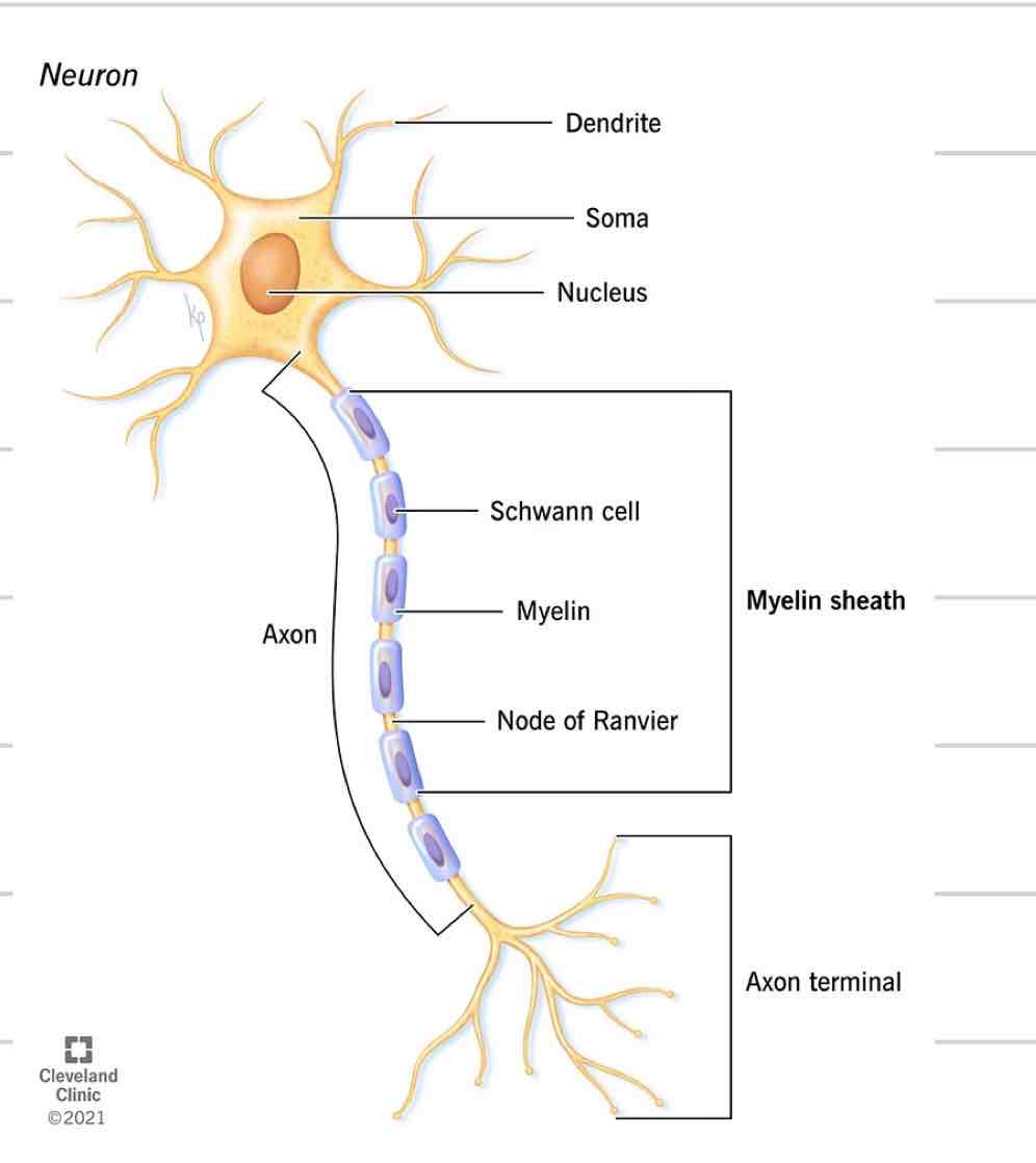 <ul><li><p>Insulated sheath formed around nerve projections</p><ul><li><p>Axon</p></li><li><p>Dendrites</p></li></ul></li><li><p>Provided by supportive cells which differ based on location</p><ul><li><p>Oligodendrocytes- CNS</p></li><li><p>Schwann Cells- PNS</p></li></ul></li><li><p>Increase speed of electrical impulses</p></li></ul>