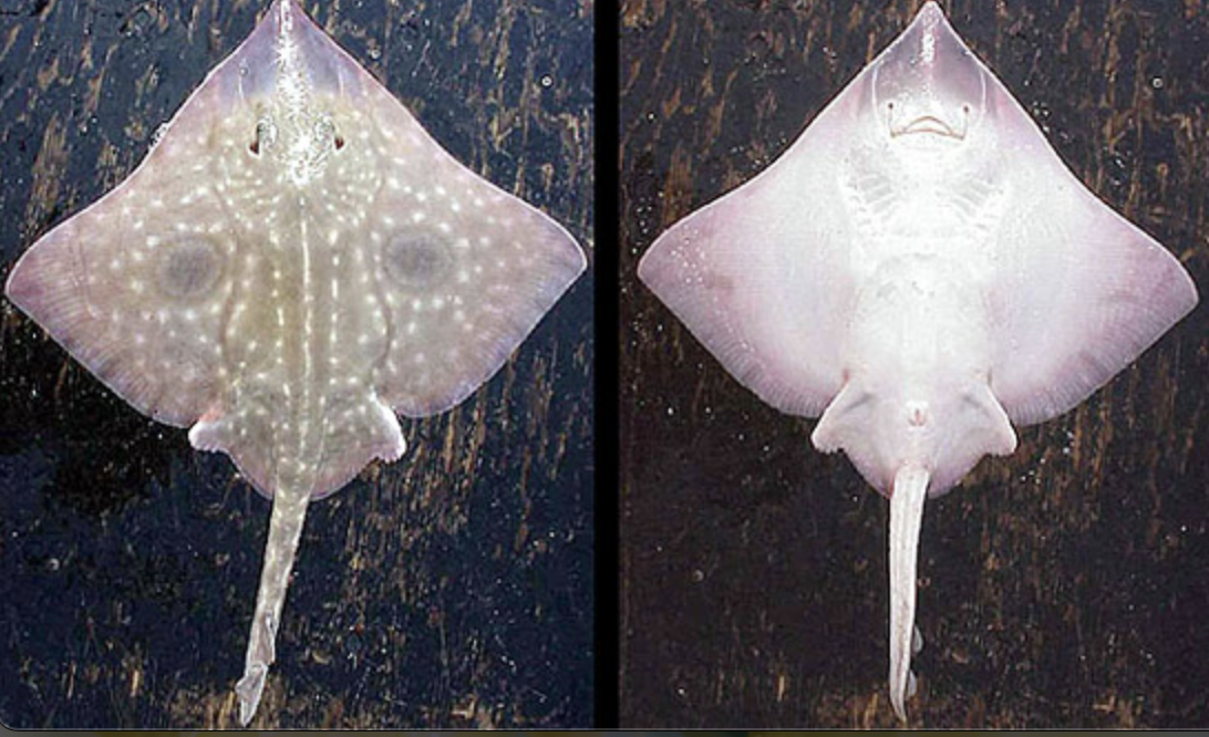 <p>skates</p><p>Key Traits:&nbsp;</p><ul><li><p>287 species</p></li><li><p>global shallow to deep, weak electric organs in narrow tail, row of thorns, 0-2 dorsal fins, eat soft bottom invertebrates oviparous with keratin egg case</p></li></ul><p></p>