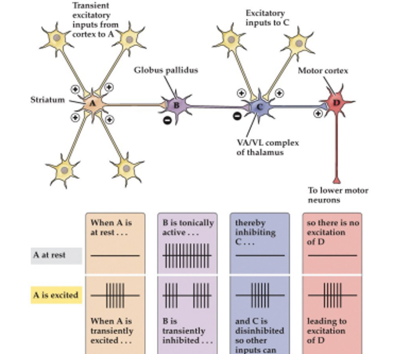 <p>if the striatum cell receives excitatory input and threshold is reached, it sends inhibition to GPi to disinhibit the thalamus</p>