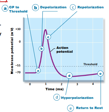 <ul><li><p>a) GP - membrane potential at axon hillock reaches - 55mV (threshold)</p></li><li><p>b) depolarization phase, c) repolarization phase, d) after-hyperpolarization phase - action potential (phases)</p></li></ul><p></p>