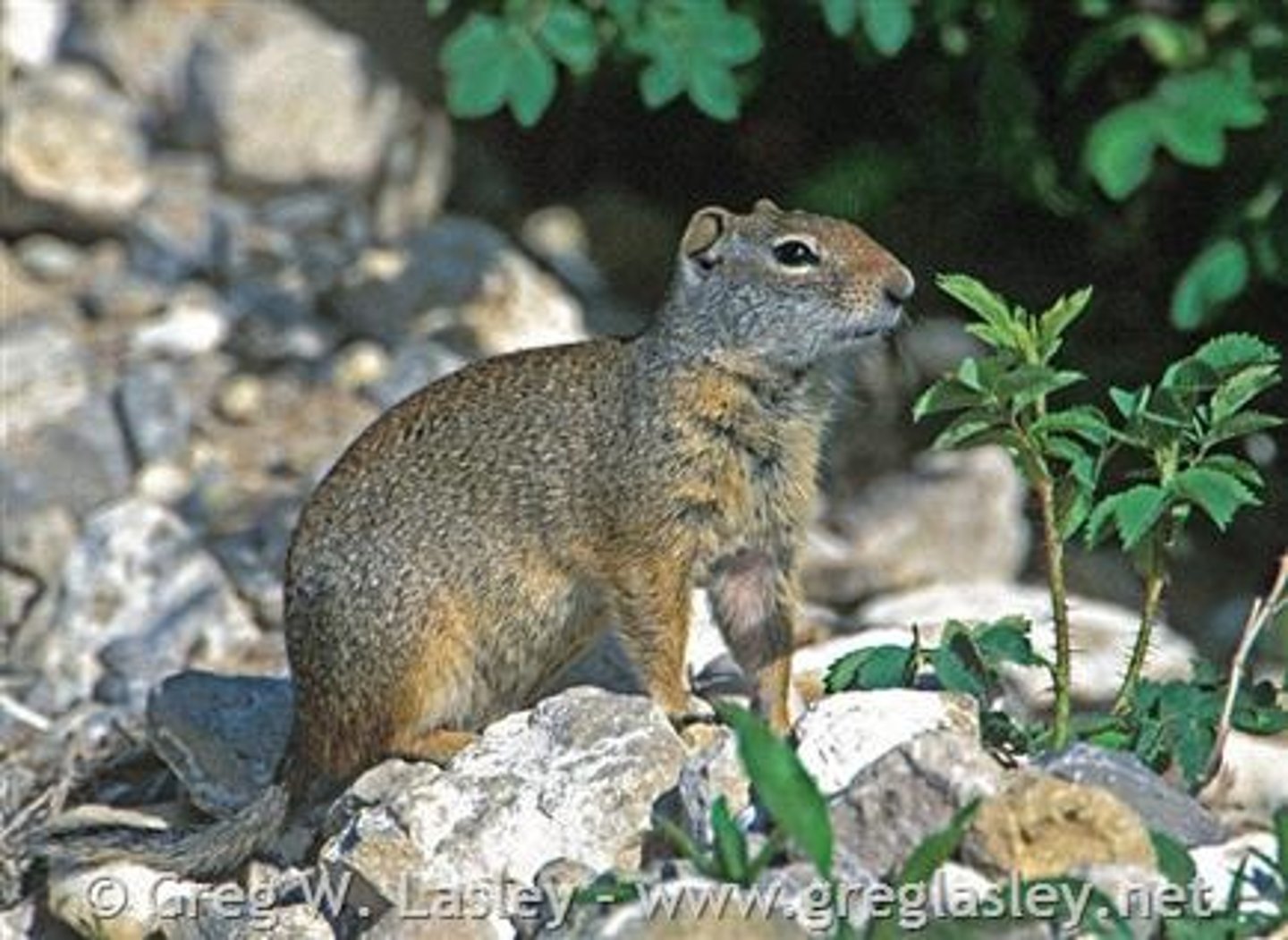 <p>Wyoming ground squirrel</p>