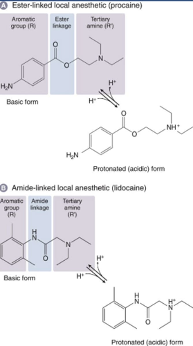 <p>-Tertiary amine is hydrophilic</p><p>-Aromatic ring is homophobic</p><p>-Anesthetics may be ester or amide (note differences in structure)</p>