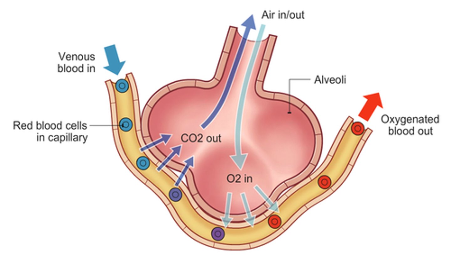 <p>Blood enters the lung through the pulmonary artery and enters the capillaries that surround the alveoli. Air entering the alveoli has a high concentration of oxygen compared to the blood in the capillary so thus oxygen diffuses into the blood. There is more carbon dioxide in the blood than in the air so CO2 diffuses out of the blood.</p>