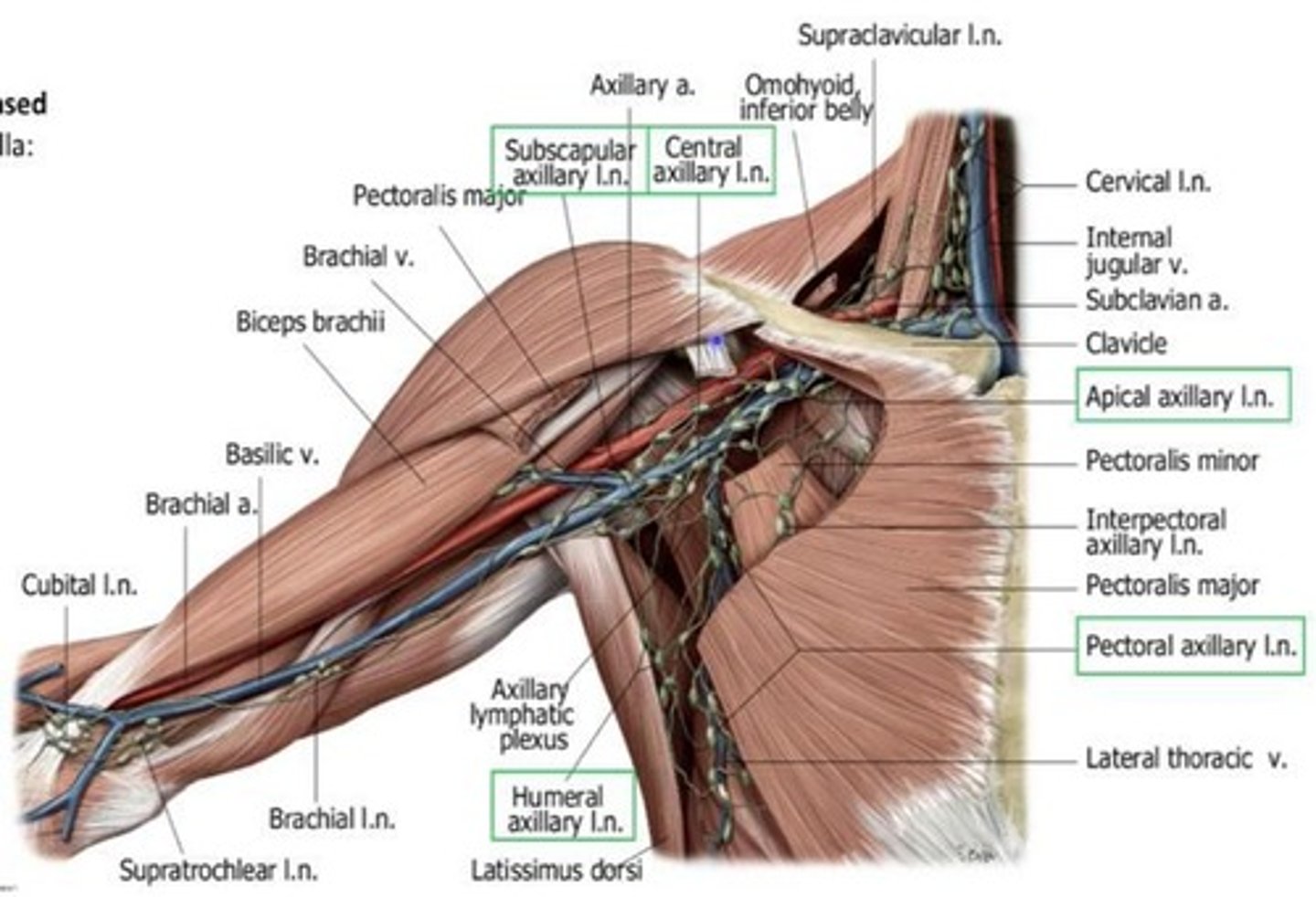 <p>Consist of 5 groups, each associated with a wall of the axillary region and a vein.</p>