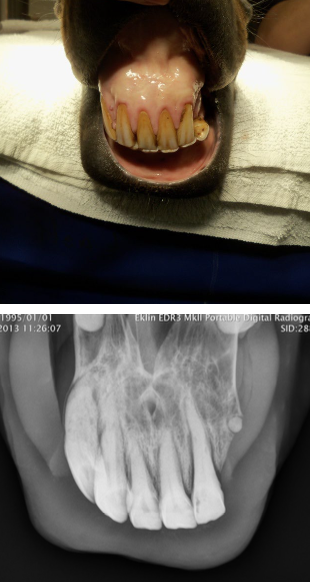 <p>-sensitivity in mouth to any manipulation</p><p>-head shyness</p><p>-periodic inappetence</p><p>-weight loss</p><p>-decreased use of incisors</p>
