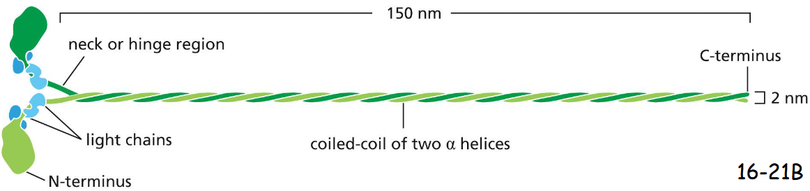 <p>Myosin</p><p>Myosin II has two heavy chains (green) and four light chains (blue).</p><p>The coiled-coil tails of the heavy chain bundle with the tails of other myosin II to form thick myosin filaments. Its globular head contains the walking or moving machinery, hydrolyzes ATP, and walk toward the plus end of an actin filament. In contrast, the actin filament moves toward its minus end.</p><p>The four light chains bind close to the head of the heavy chain and are regulatory</p>
