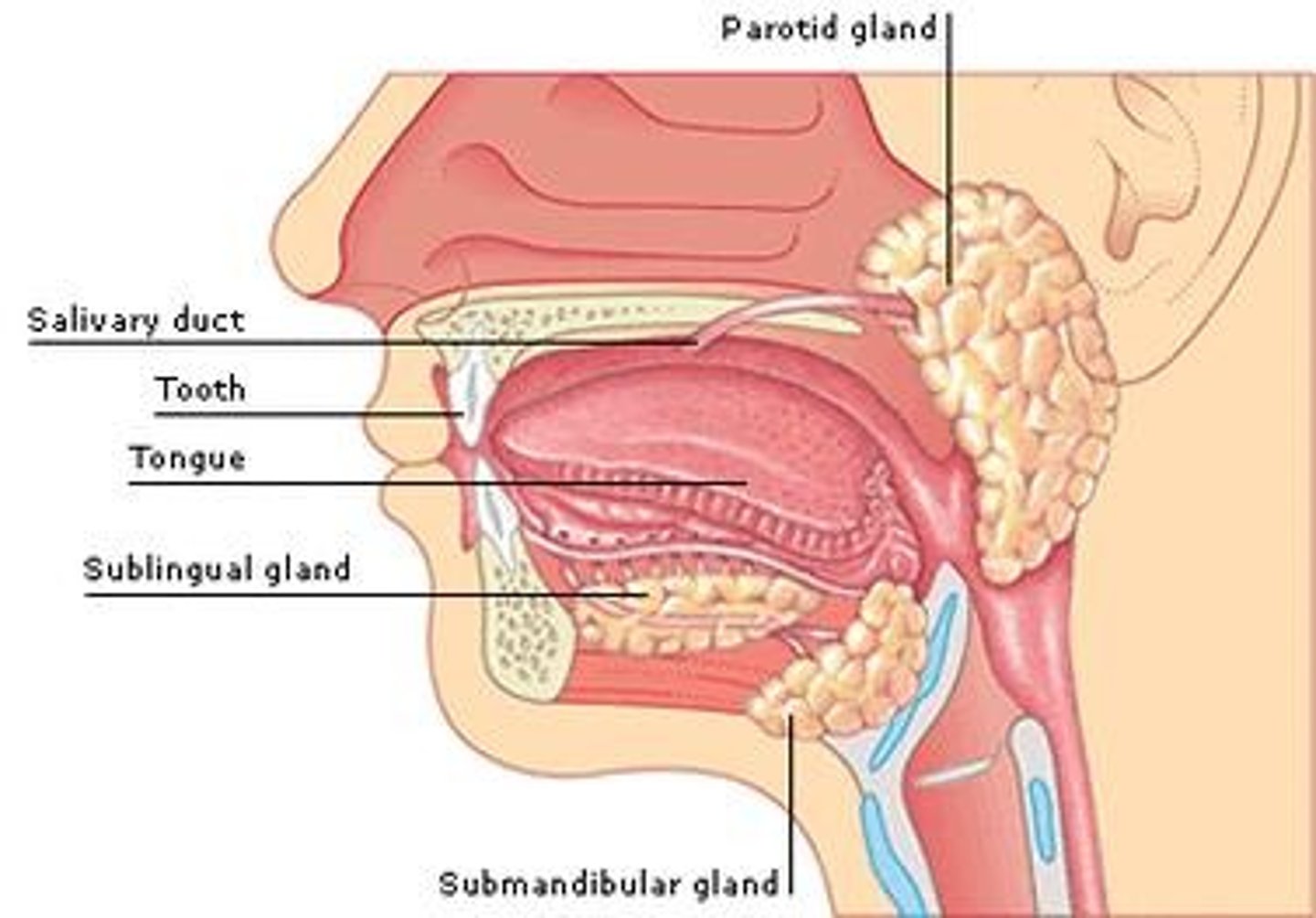 <p>A solution that moistens and lubricates food, making it easier to swallow, and contains the enzyme amylase, which initiates the breakdown of starch.</p>