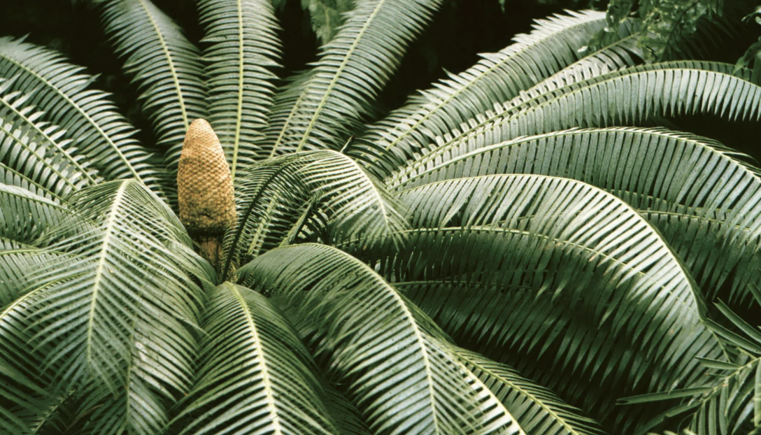 <p>What plant is this?</p>