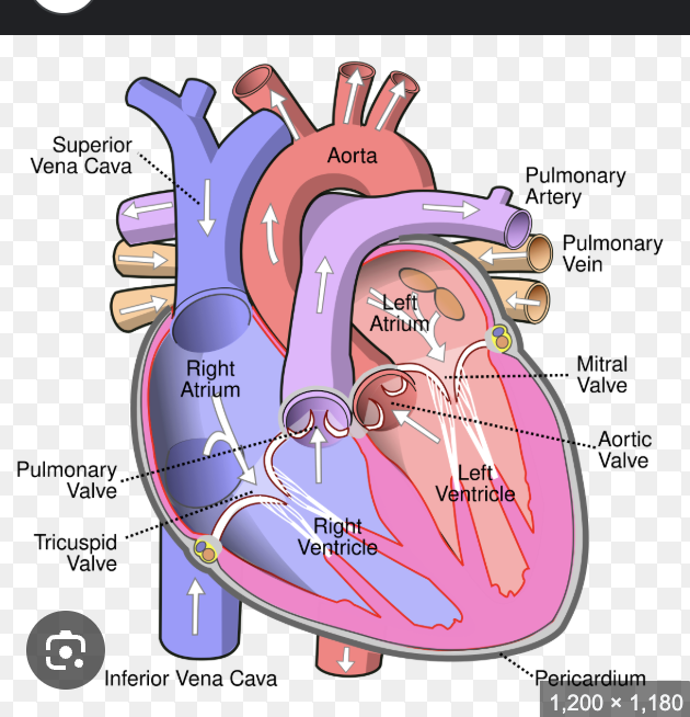 <p><span style="font-family: "Source Sans Pro";"><strong>4 chambers</strong>: R/L side separated by septum:</span></p><p style="text-align: left;"><span style="font-family: "Source Sans Pro";">Right atrium (RA)</span></p><p style="text-align: left;"><span style="font-family: "Source Sans Pro";">Right ventricle (RV)</span></p><p style="text-align: left;"><span style="font-family: "Source Sans Pro";">Left atrium (LA)</span></p><p style="text-align: left;"><span style="font-family: "Source Sans Pro";">Left Ventricle (LV)</span></p><p style="text-align: left;"></p><p style="text-align: left;"><span style="font-family: "Source Sans Pro";"><strong>4 valves </strong>prevent backflow:</span></p><p style="text-align: left;"><span style="font-family: "Source Sans Pro";">Tricuspid- prevent right v to r a&nbsp;</span></p><p style="text-align: left;"><span style="font-family: "Source Sans Pro";">Pulmonary semilunar prevent blood back form left v</span></p><p style="text-align: left;"><span style="font-family: "Source Sans Pro";">Bicuspid (mitral)</span></p><p style="text-align: left;"><span style="font-family: "Source Sans Pro";">Aortic semilunar</span></p><p style="text-align: left;"></p><p style="text-align: left;"><span style="font-family: "Source Sans Pro";"><strong>Coronary arteries </strong>branch off aorta – supply blood to heart tissue</span></p><p style="text-align: left;"><span style="font-family: "Source Sans Pro";"><strong>Sinoatrial node </strong>initiates impulse for contraction</span></p><p style="text-align: left;"></p>