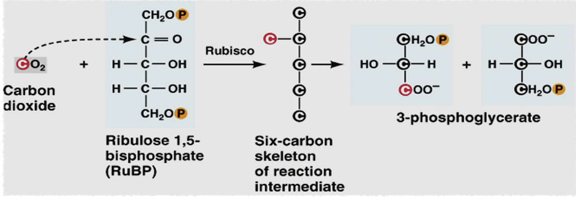 <p>carbon fixation</p>