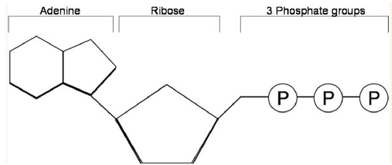 <p>Adenine, ribose, and three phosphate groups</p>