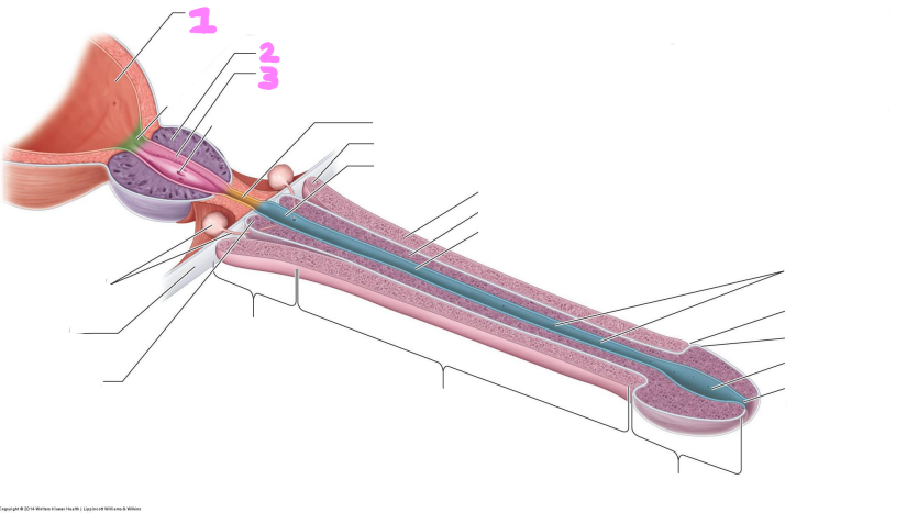 <p>identify structures 1-3</p>