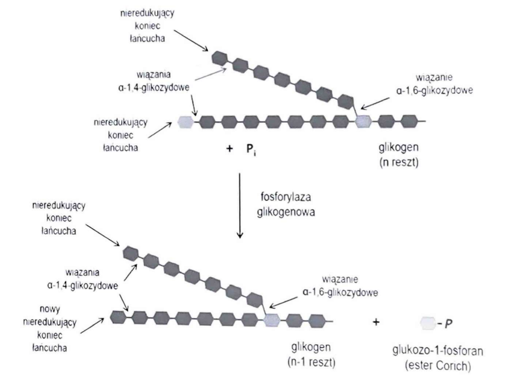 <p>(Transferazy)</p><p>Przenosi resztę fosforanową bezpośrednio z nieorganicznego fosforanu (np. fosforylaza glikogenowa).</p>