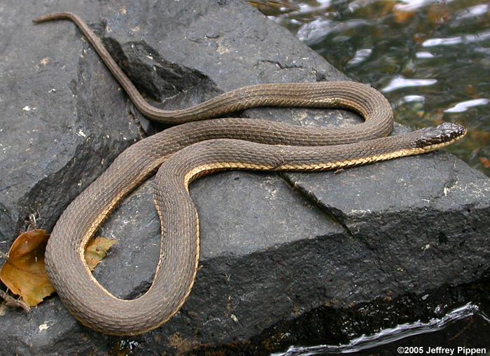 <p>Queen snake</p>