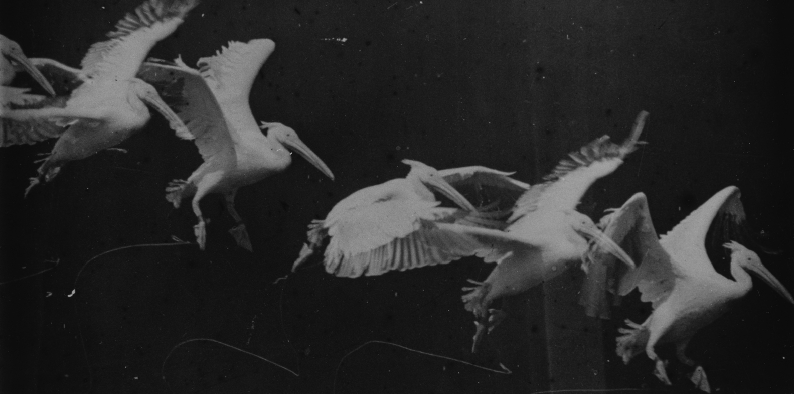 <p>Etienne - Jules Marey</p>