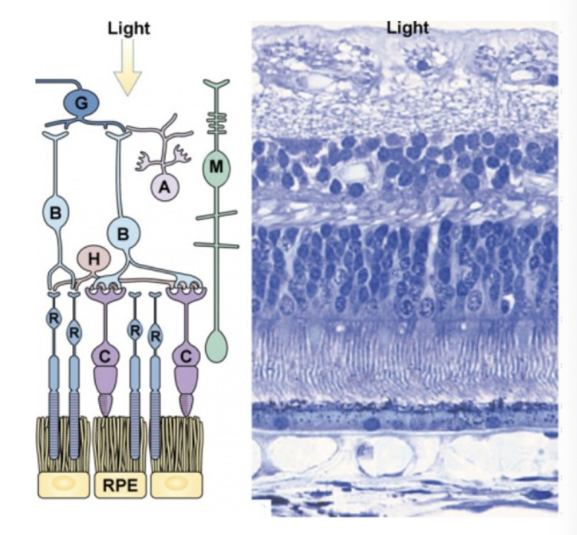 <p>retinal ganglion cells (last point in retina before info goes to optic nerve)</p>