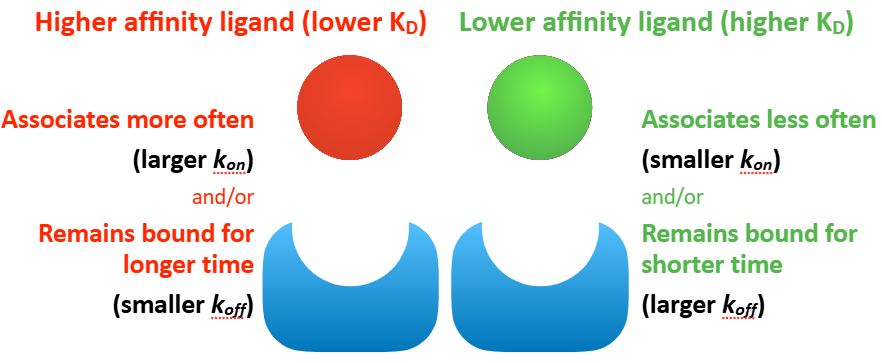 <p>Describe the K<sub>D</sub>, k<sub>on</sub>, and k<sub>off</sub> and what they mean for a higher affinity ligand vs. lower affinity ligand.</p>