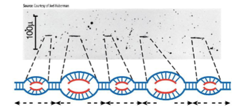 <p>associated with multiprotein complex called origin recognition complex (ORC)</p>