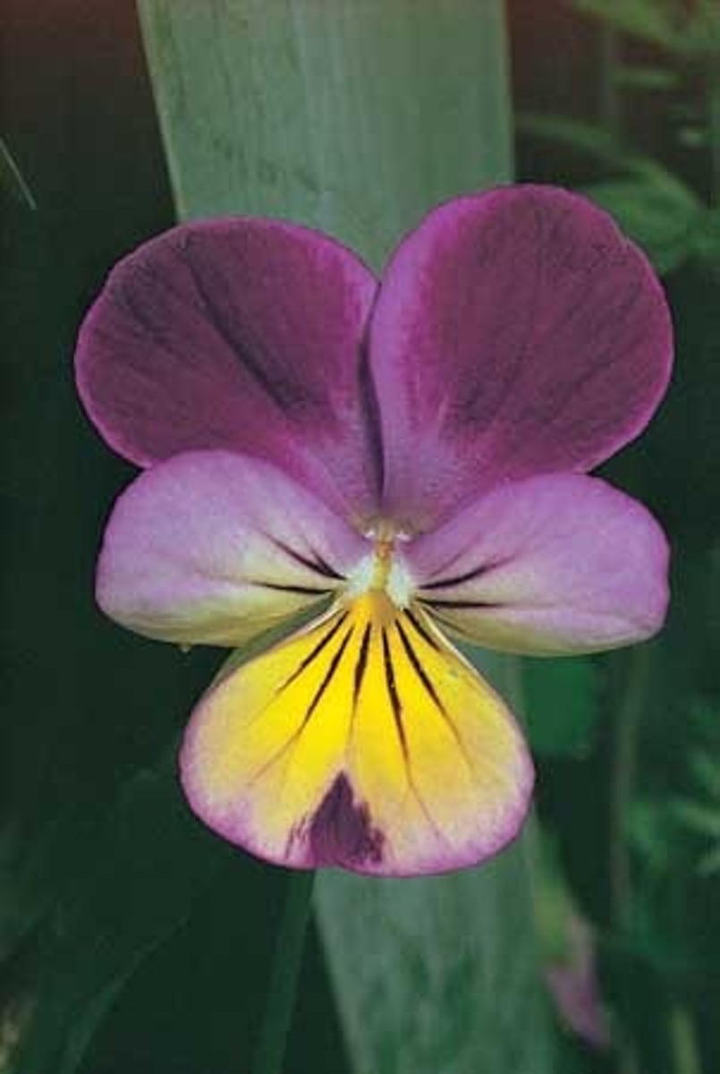 <p>divided by only a single plane into two mirror-image halves</p>