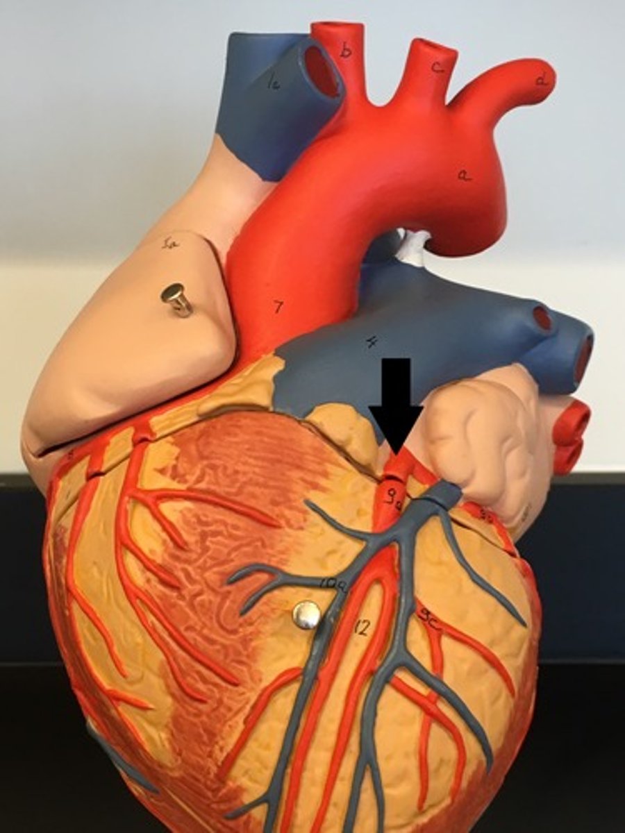 <p>Function: supplies blood to the left ventricle, left atrium, and interventricular septum</p>
