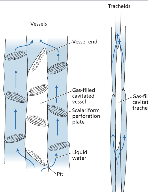 <ul><li><p>water conducting cell</p></li><li><p>in tracheids and vessel elements (xylem cells)</p></li><li><p>enable xylem loading: water and minerals are loaded into the xylem through pits</p></li></ul><p></p><p>problem that can occur in xylem cells: <strong>embolism</strong></p><ul><li><p><strong>embolism:</strong> air bubble forms in the xylem and blocks the flow of water. occurs during drought, freezing (low solubility), physical damage</p></li><li><p>pits allow the maneuvering of H2O flow</p></li><li><p></p></li></ul><p></p>