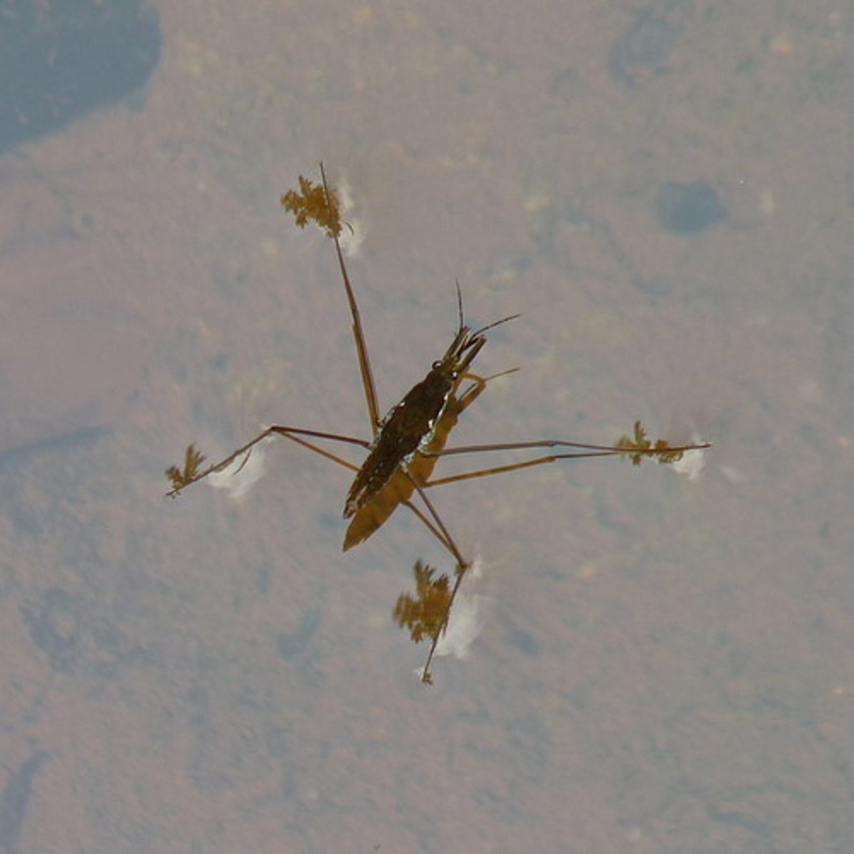 <p>Water striders</p>