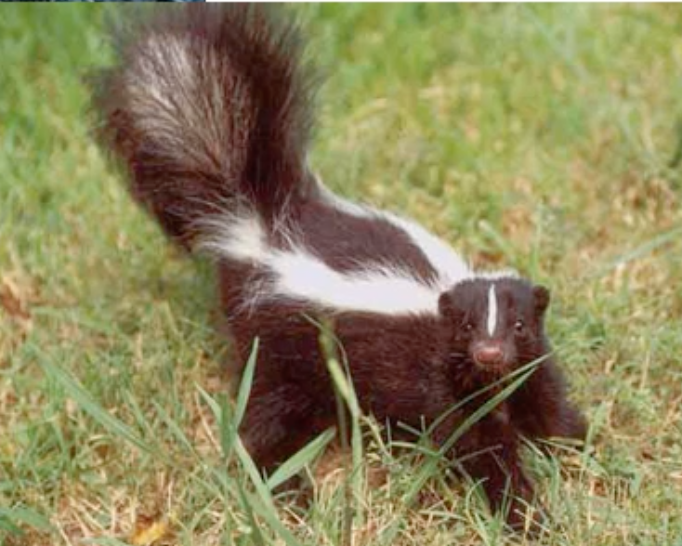 Striped skunk
