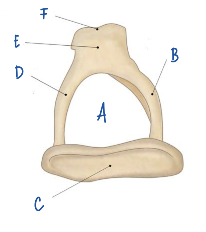 <p>What part of the stapes is labeled B?</p>