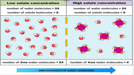 <p>Diffusion of water across a semi-permeable membrane from HIGH concentration to LOW concentration</p><p>Equal concentration of water and dissolved substances on both sides of membrane - equilibrium</p><h1 collapsed="false"><img src="https://knowt-user-attachments.s3.amazonaws.com/a6775dcf-5859-477c-bc7e-ce481cd51fb2.jpeg"></h1>