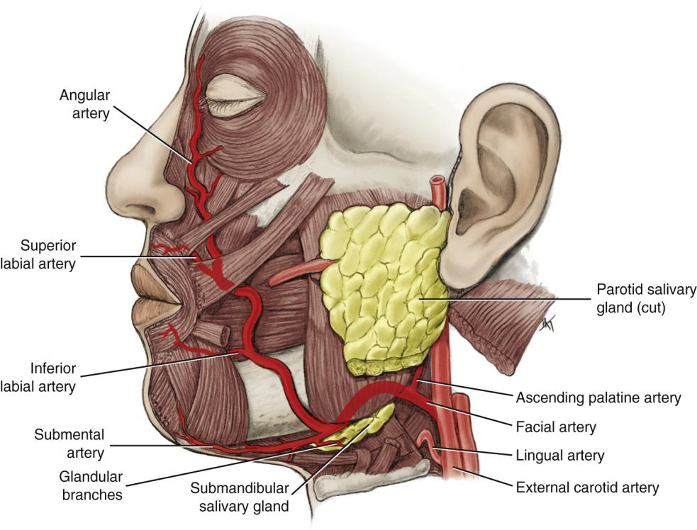 <p>What does the Angular artery supply?</p>