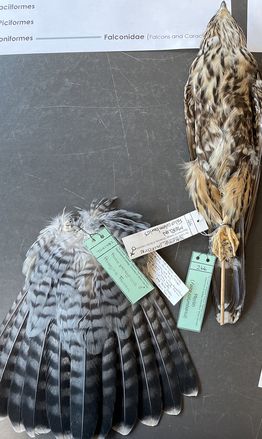 <p>Brown or blue gray feathers</p>