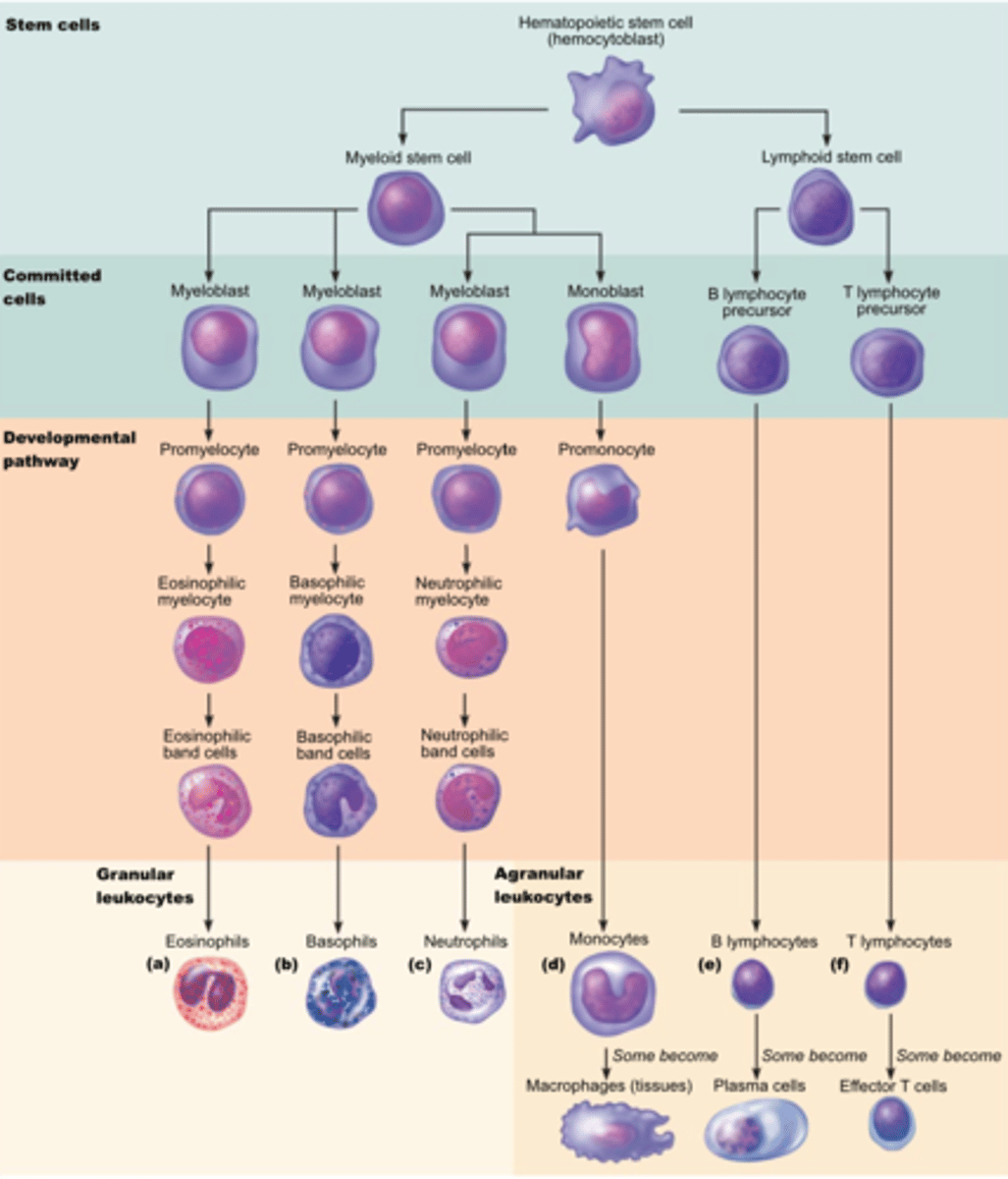<p>production of white blood cells</p>